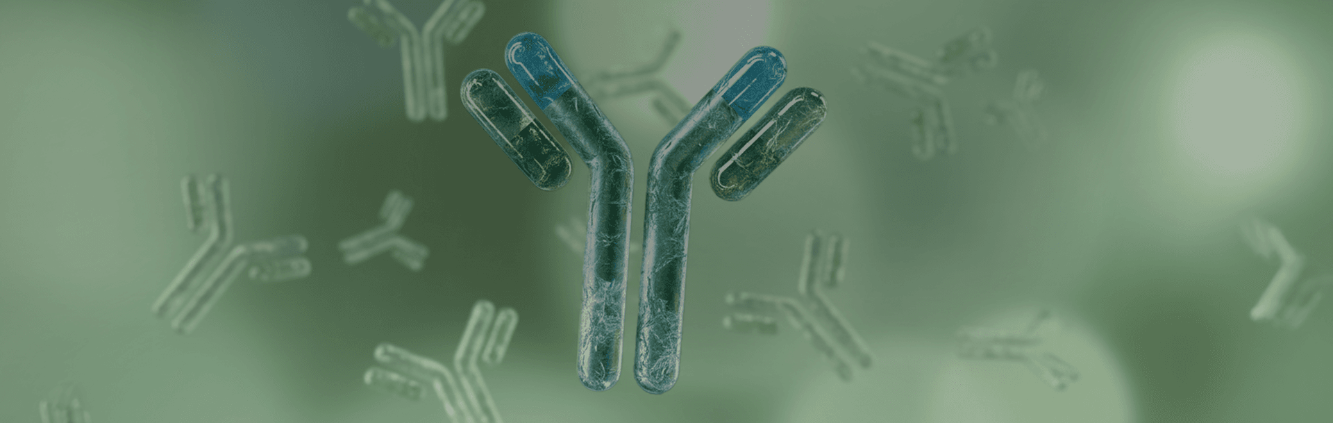 ADCs (ANTIBODY DRUG CONJUGATES)